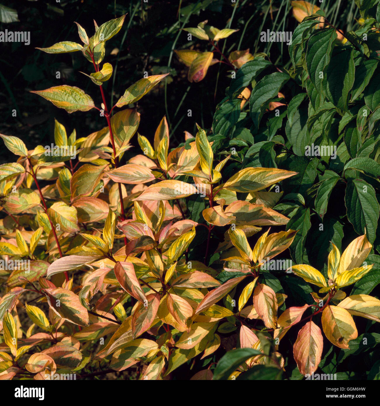 Cornus alba - `Spaethii' AGM   TRS003533 Stock Photo
